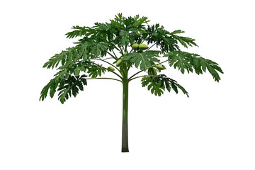 Papaya Tree Isolated on White Background for Stock Photography

