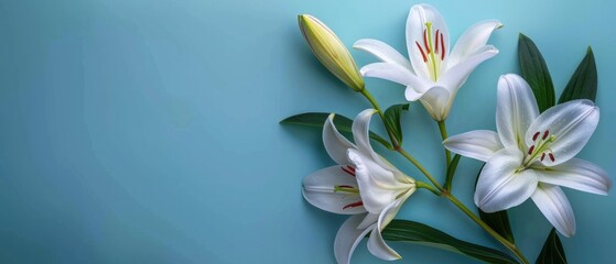 Fototapeta premium Lily flower on colorful background. Flat lay composition with copy space. Top down aerial view of white lily and green leaves scattering around at vibrant color background. Floral decoration. AIG55.