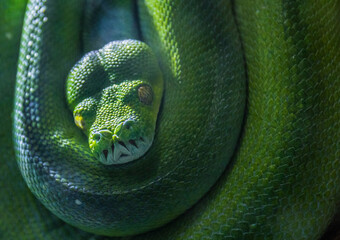 Fototapeta premium Large green snake coiled up and sleeping