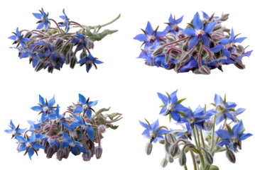 Wild Borage Bouquet: Star-Shaped Blue Flowers with Fuzzy Stems for Organic Branding