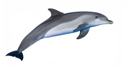 Obraz premium Dolphin in Dynamic Pose: Aquatic Elegance and Grace