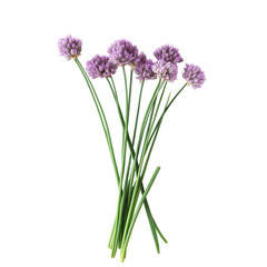Fototapeta premium Chives flowers with vibrant purple blooms arranged against a pure transparent background showcasing their delicate beauty, Chives flower on a transparent background. Flower transparent background