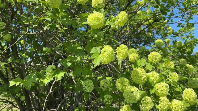 Viburnum opulus green blossom snowball bush in spring.
