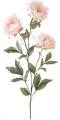 Blush Pink Peony Blossom Stem with Olive Green Leaves