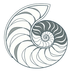 Illustration of a nautilus shell with spiral chambers, alternating gray and white sections, on white ground