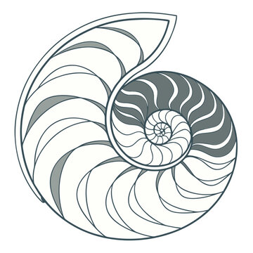 Illustration of a nautilus shell with spiral chambers, alternating gray and white sections, on white ground