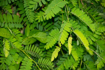 Lush Green Tamarind Leaves Background