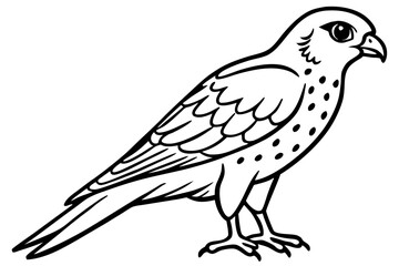 Elegant Kestrel Outline