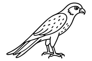 Elegant Kestrel Outline