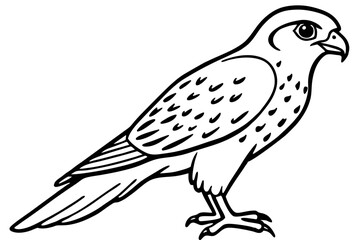 Elegant Kestrel Outline