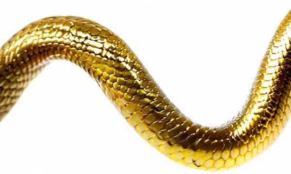A shiny, golden snake&rsquo;s body in an S-shape, with detailed scales, isolated on a white background.