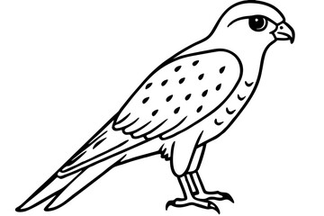 Elegant Kestrel Outline