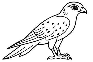 Elegant Kestrel Outline