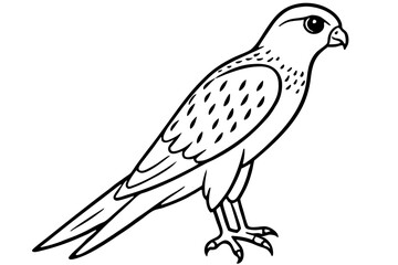 Elegant Kestrel Outline