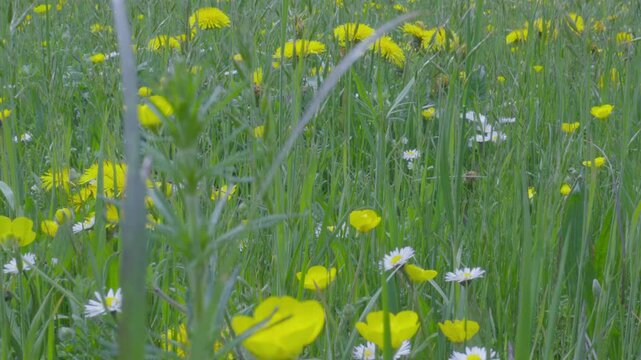 Green Meadow with Blooming Yellow Flowers in Lessinia, Italy