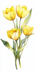 Delicate Watercolor Painting of Yellow Tulips on White Background