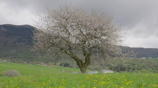 Blooming White Tree in Foreground with Meadow and Mountains in Lessinia