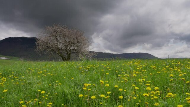 Blooming White Tree in Foreground with Meadow and Mountains in Lessinia