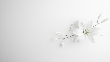 Elegant White Lily on White Background lily white lily flower floral blossom bloom elegance elegant