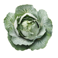Fresh green cabbage isolated on a transparent background showcasing its vibrant leaves and intricate textures, slice cabbage isolated on transparent background