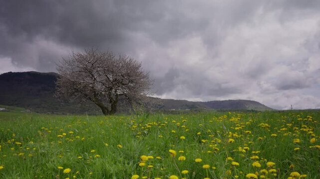 Blooming White Tree in Foreground with Meadow and Mountains in Lessinia