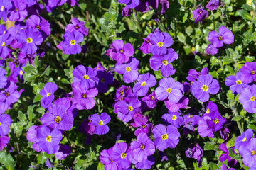 Beautiful blooming purple Aubrieta flowers in a spring garden