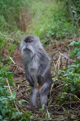 Curious monkey observing its surroundings in dense jungle wildlife photography natural habitat...