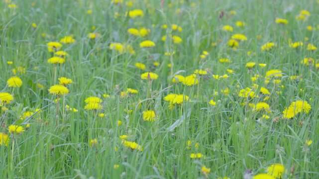 Green Meadow with Blooming Yellow Flowers in Lessinia, Italy