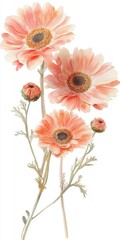 Fototapeta premium Peach Watercolor Flowers with Delicate Stems on White