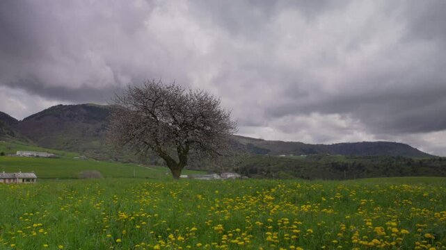Blooming White Tree in Foreground with Meadow and Mountains in Lessinia