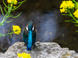 菜の花とカワセミ