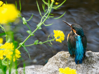 菜の花とカワセミ