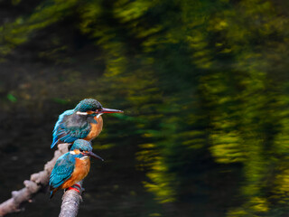 カワセミのペア