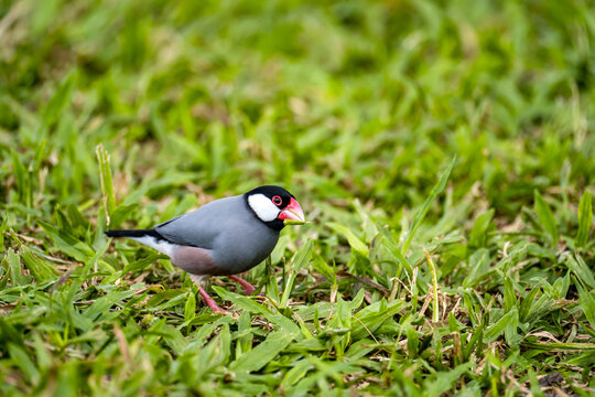 The Java Sparrow (Lonchura oryzivora)	