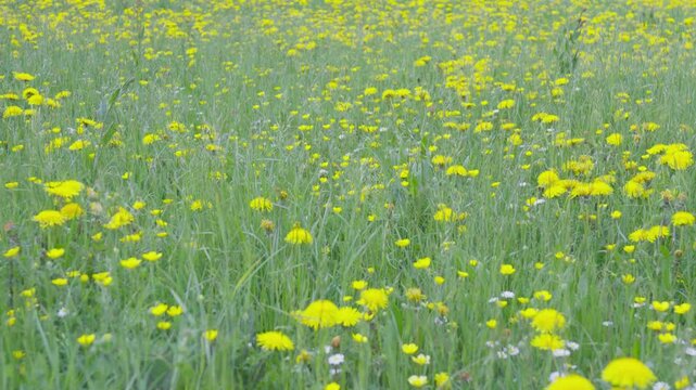 Green Meadow with Blooming Yellow Flowers in Lessinia, Italy