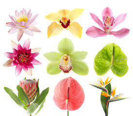 Beautiful tropical flowers isolated on white, set