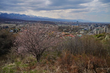 Almaty, Kazakhstan - 04.07.2025 : Flowering trees on the background of mountains and the city