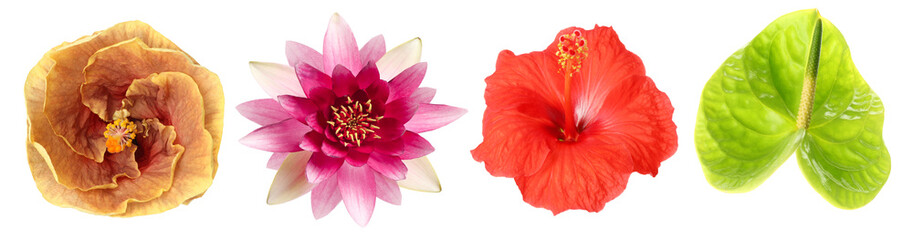 Beautiful tropical flowers isolated on white, set