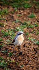 Ornithology. A Northern wheatear male bird, (Oenanthe oenanthe) on the field ground. Animal. Wheatear resting during spring migration.	
