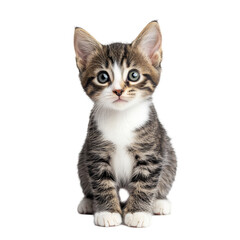 Fototapeta premium Tiny tabby kitten sitting on a transparent background with big curious eyes and playful demeanor, baby cat on transparent background