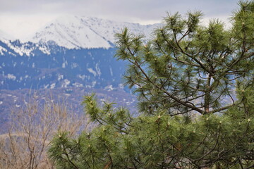 Coniferous plant on the background of mountains and the city