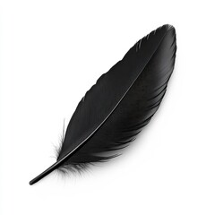 Single Black Feather on White Background Detailed Texture and Minimalist Style