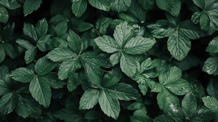 green leaf, nature background
