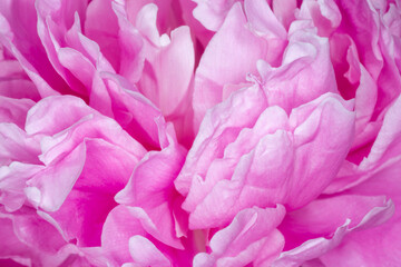 petals of pink curly peony flower