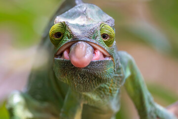 Chameleon sticking out its tongue © CoreyOHara