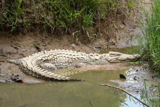 Crocodile wallowing in the mud