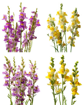 Toadflax Blossoms, White Background