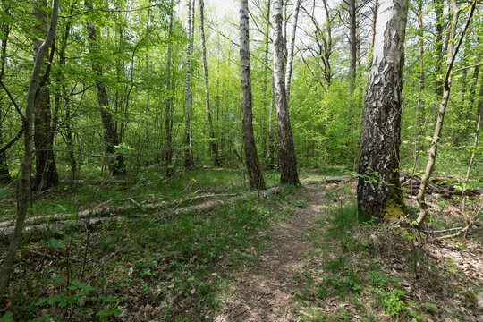 A serene path winding through a lush green forest with tall trees and sunlight.
