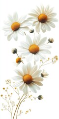 Fototapeta premium White Daisies and Delicate Flowers Bouquet on White Background