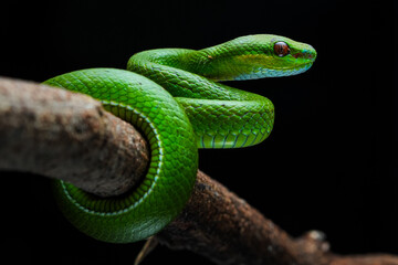 close up of a green snake